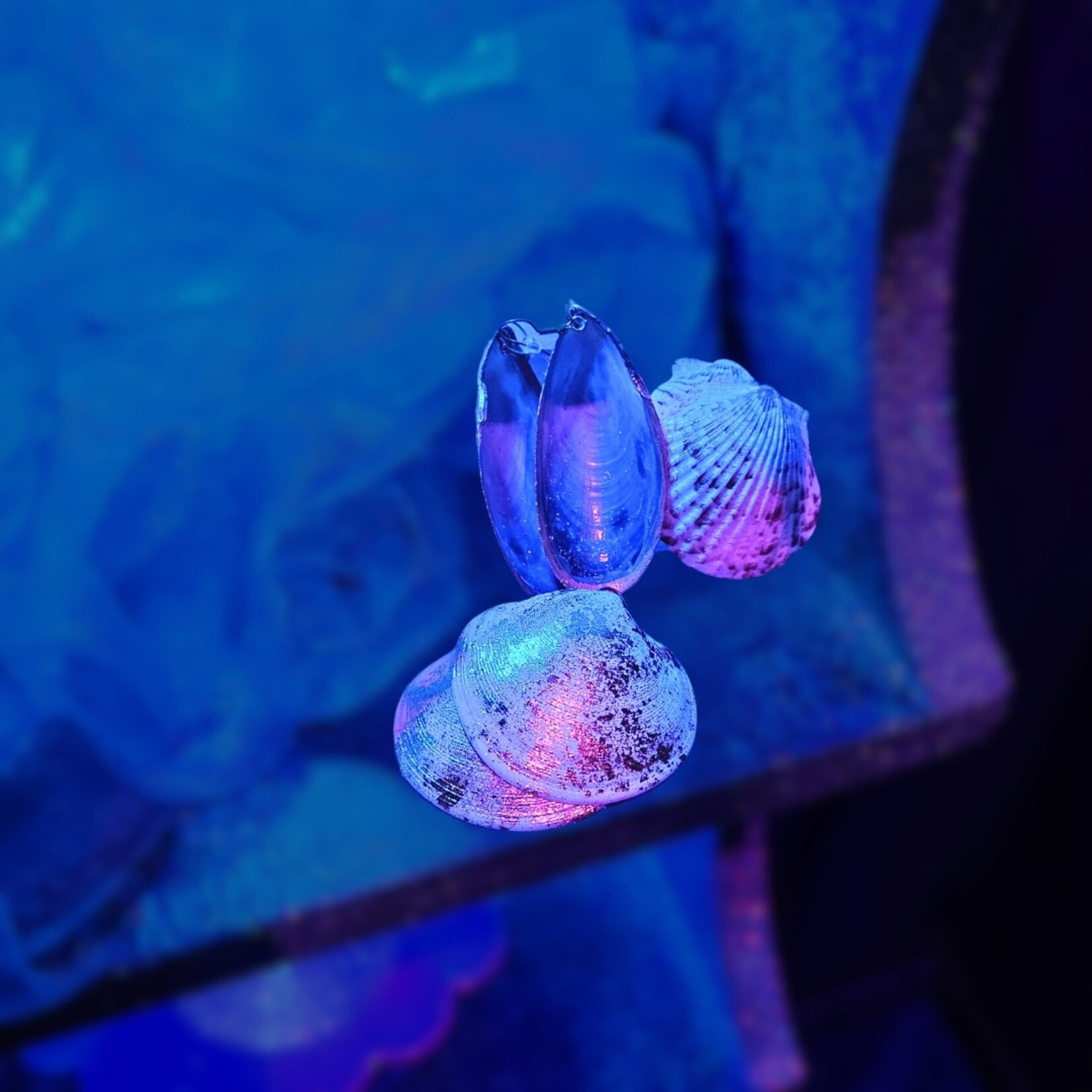 Seashell Queen Collection Seashell Queen's Seashell Earrings