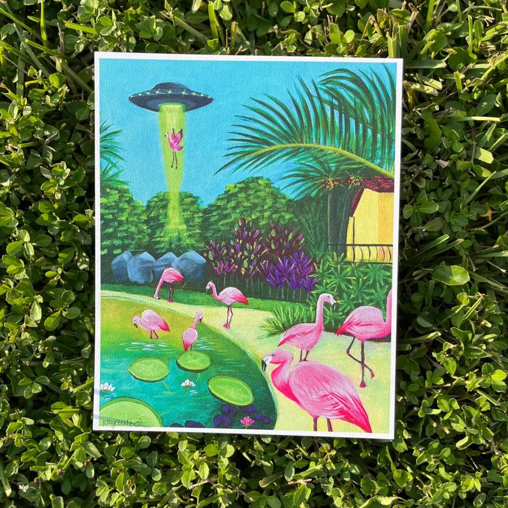 Kayla Heintz Kayla Heintz's “Sunken Gardens Flamingo Abduction” 8" x 10" Print