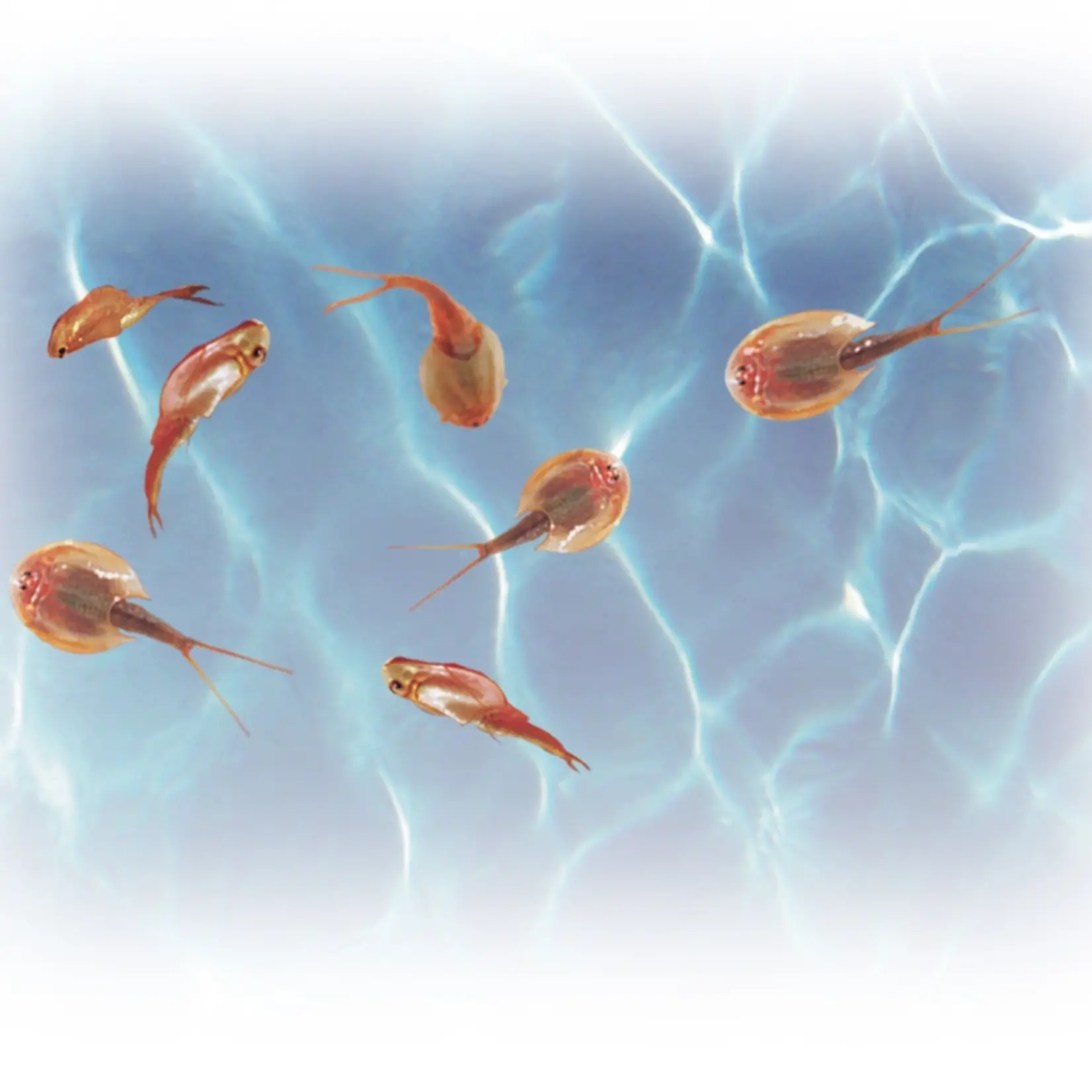 Prehistoric Pet Sea Monsters