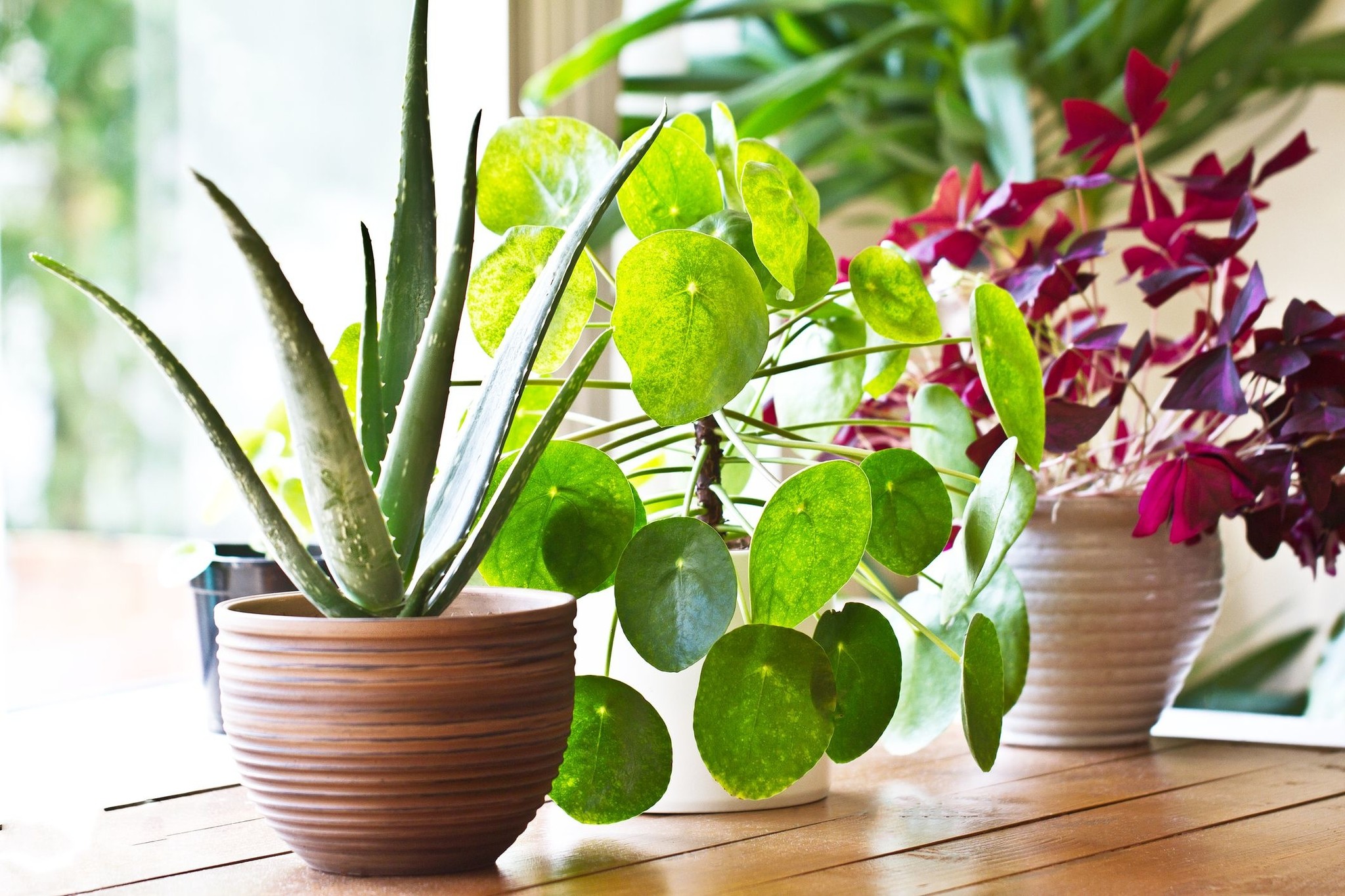 Benefits of Indoor Plants 