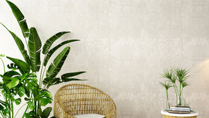 Decorate and Brighten Up Your Home with Indoor Plants Decorate and Brighten Up Your Home with Indoor Plants