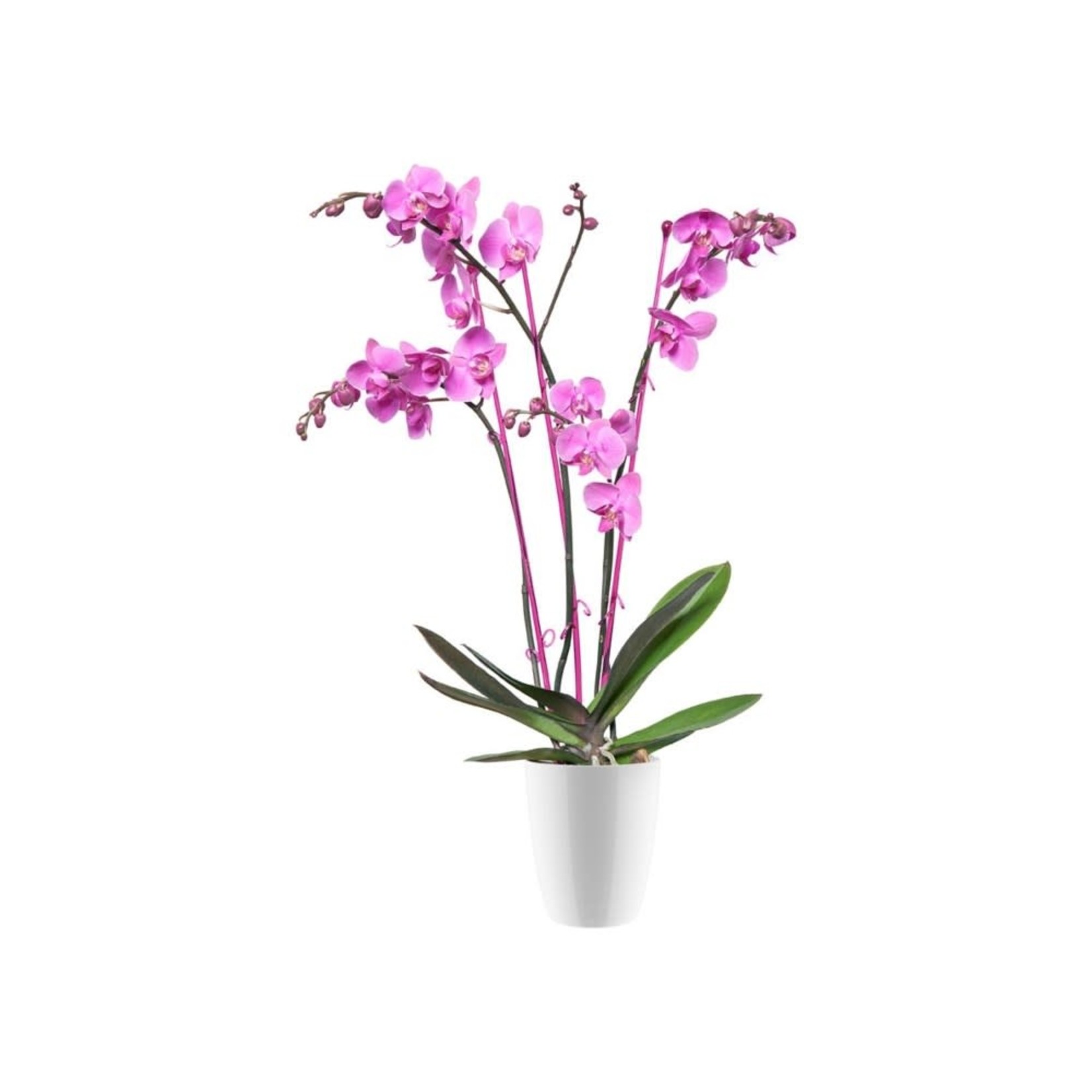 Elho Brussels Diamond Orchid pot White