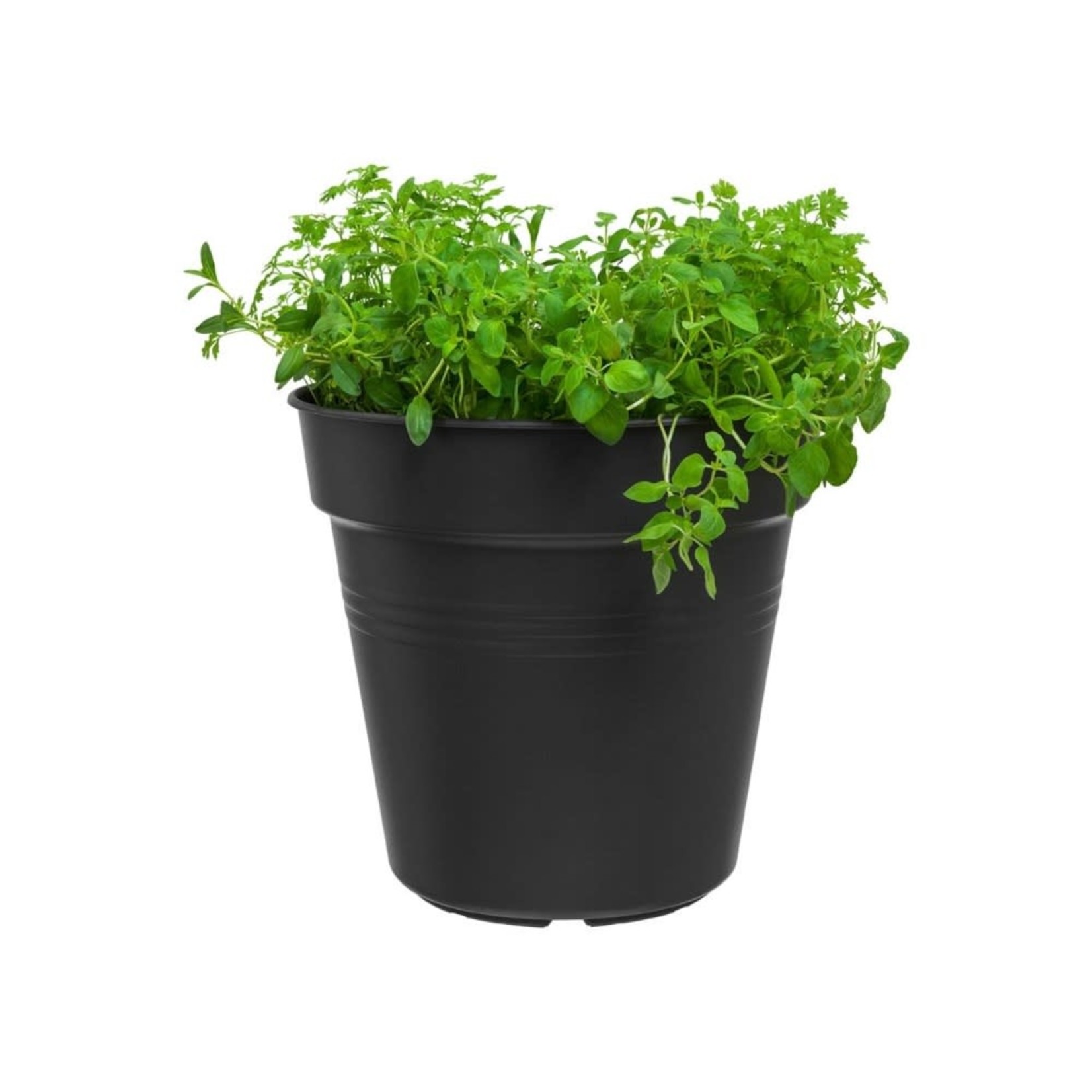 Elho Green Basics Grow Pot 19cm Black
