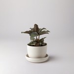 Kanso Designs Bamboo Fibre Planter White w/saucer  - 3"