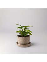 Kanso Designs Coffee Bean Husk Mini Planter - 3"