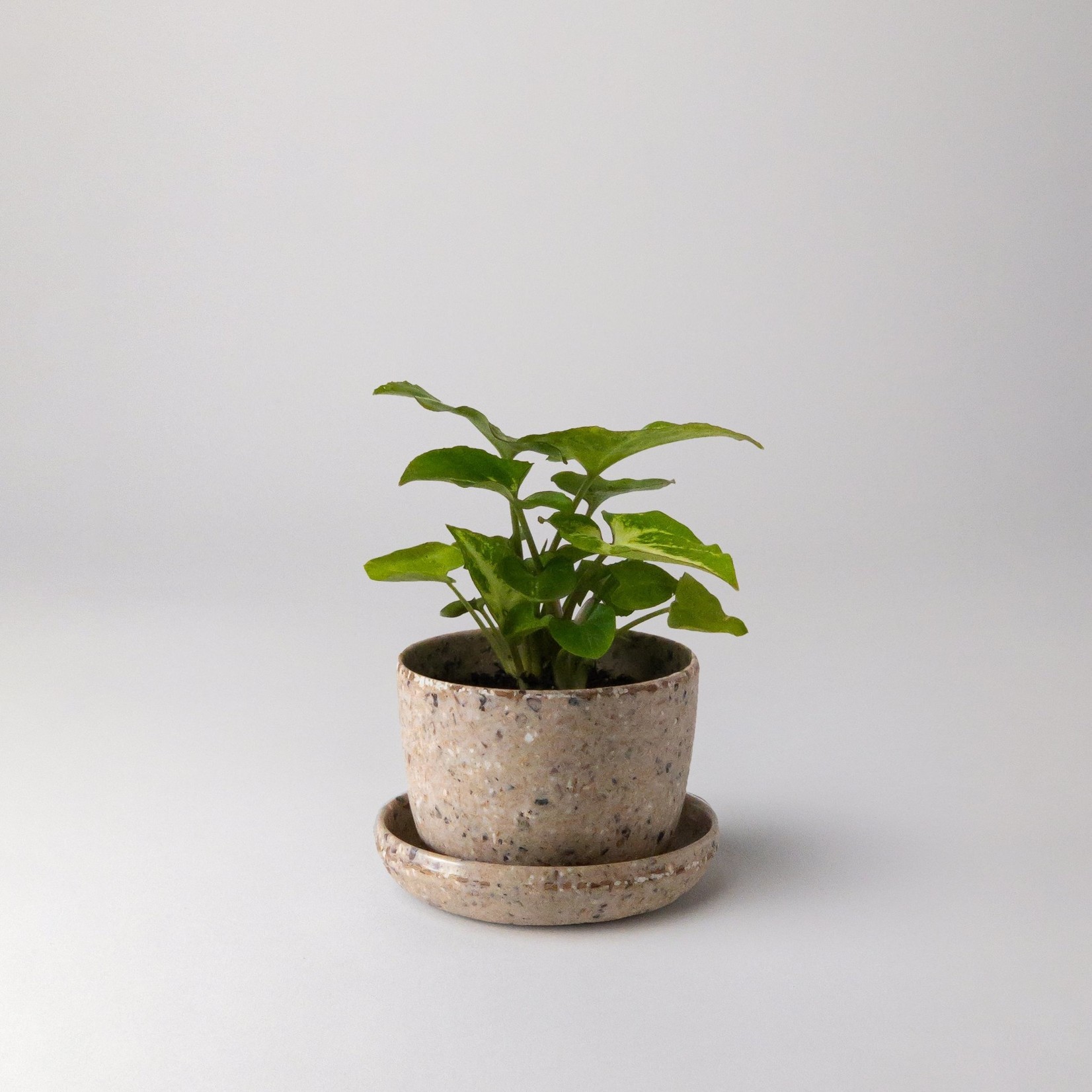 Kanso Designs Coffee Bean Husk Mini Planter - 3"