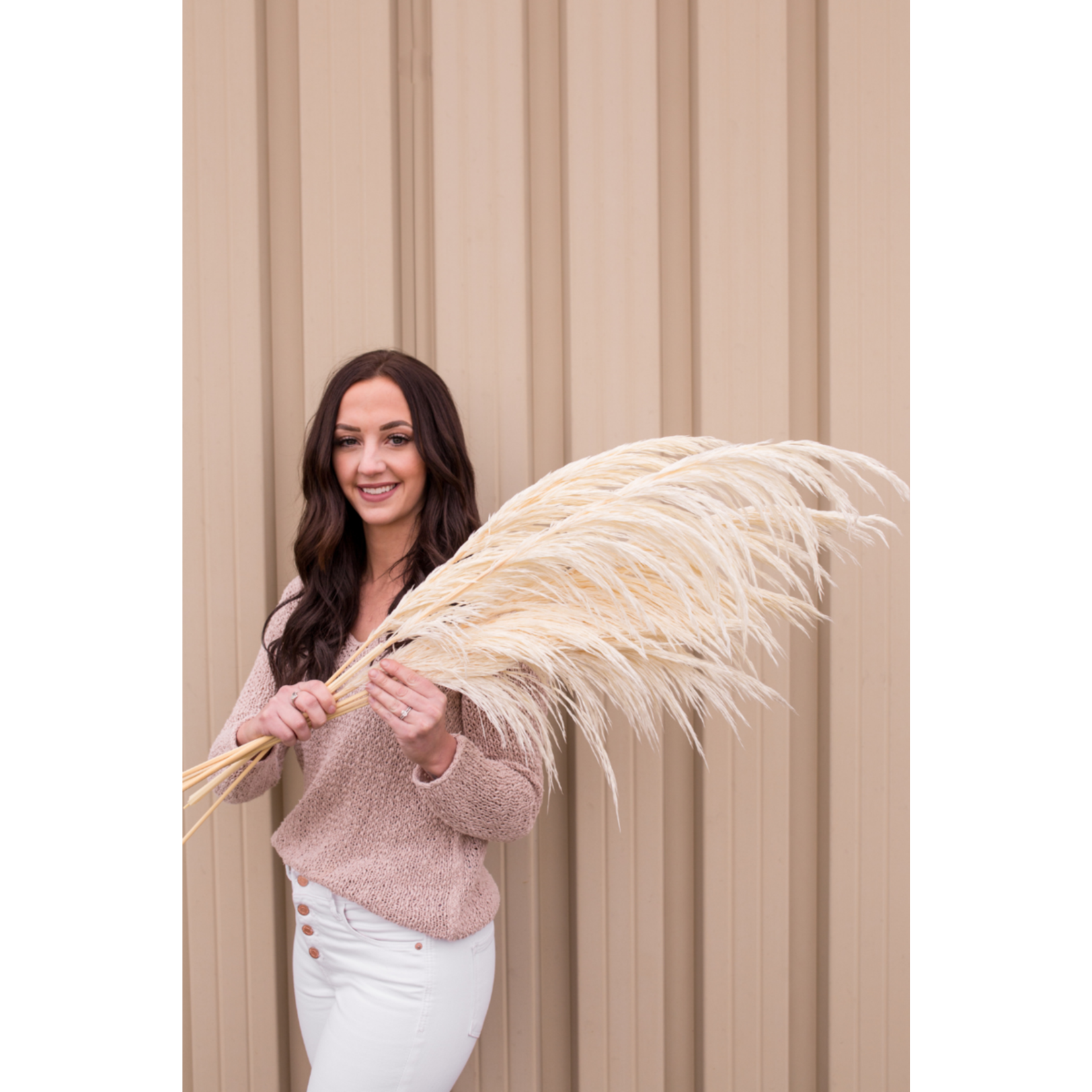 Luxe B Pampass Silky Preserved Pampas 5 stems - Natural Cream - Small