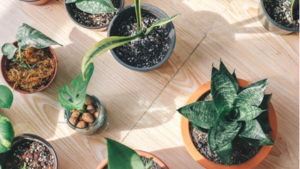 Sustainability and Plant Parenthood Sustainability and Plant Parenthood