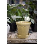 Pine Centre Cera Planter w/saucer - Mustard