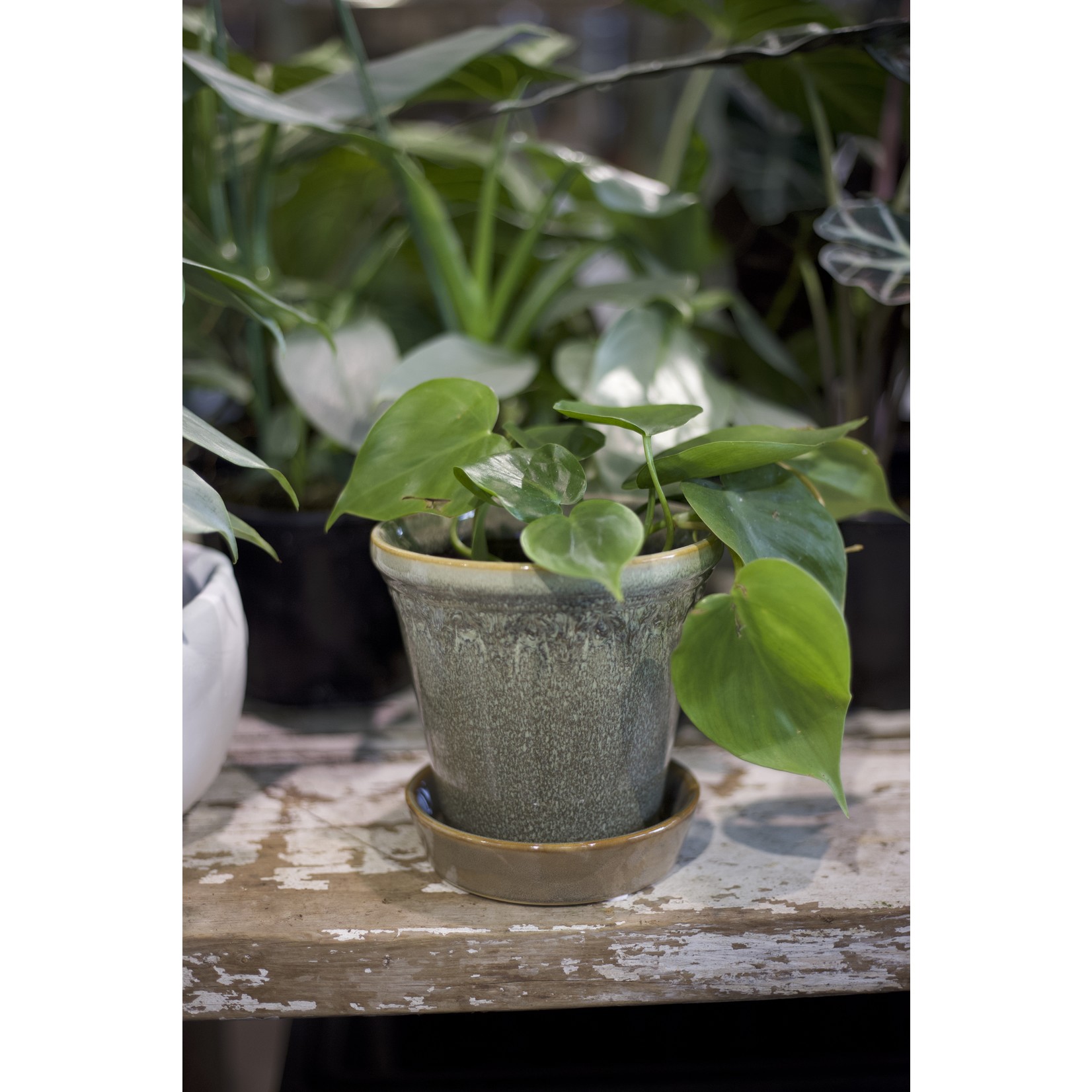 Pine Centre Cera Planter w/saucer - grey