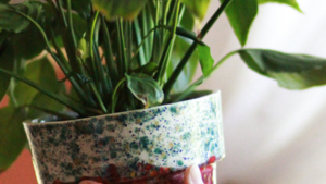 How to Repot Your Plants for Spring How to Repot Your Plants for Spring