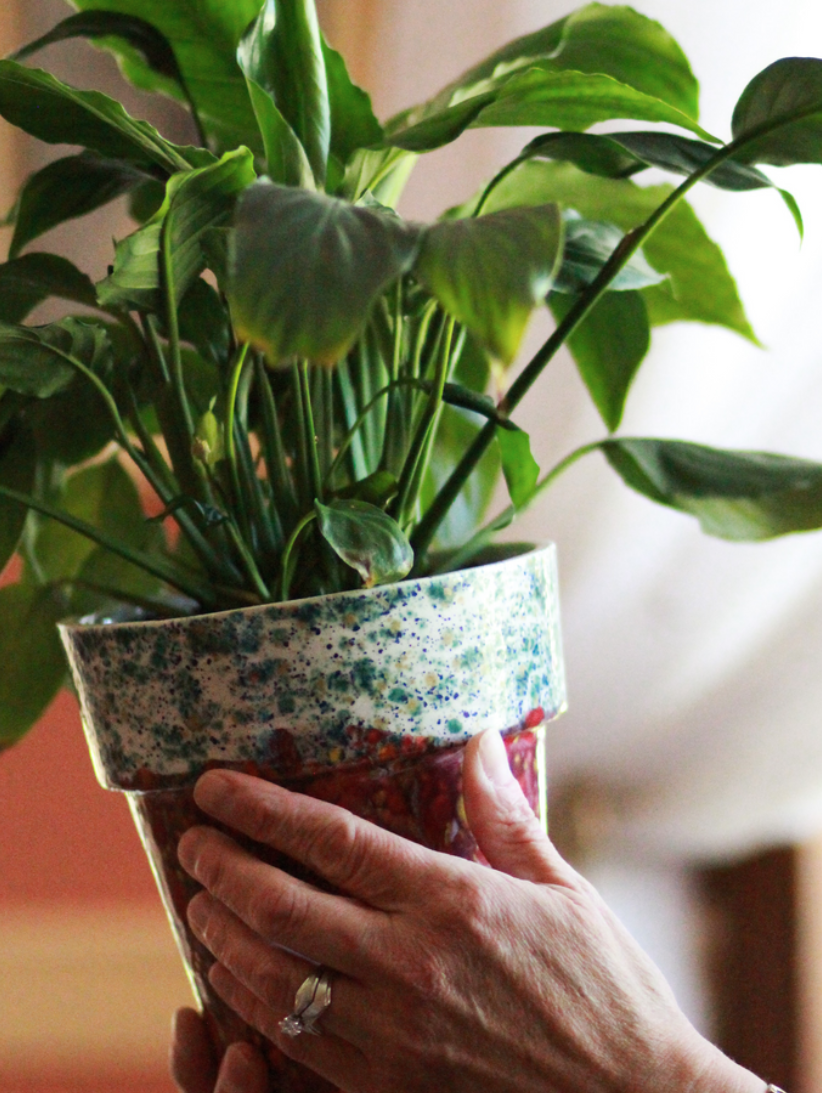 How to Repot Your Plants for Spring