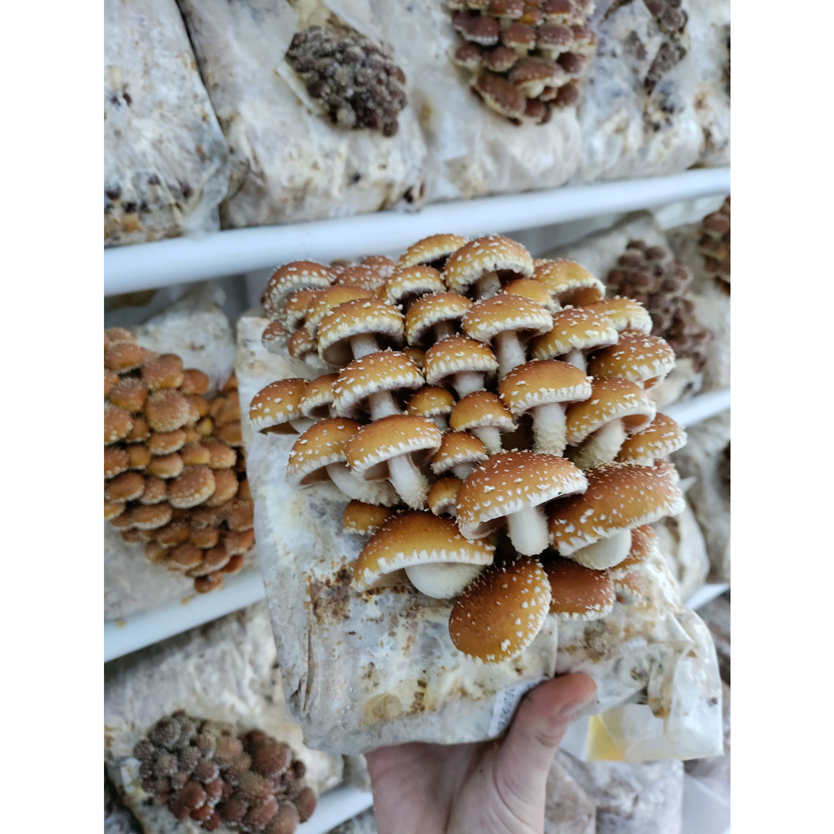 Foragers Galley Chestnut Mushroom Grow Kit
