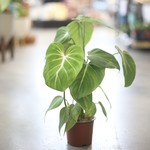 Tropicals South America 4" Philodendron Gloriosum