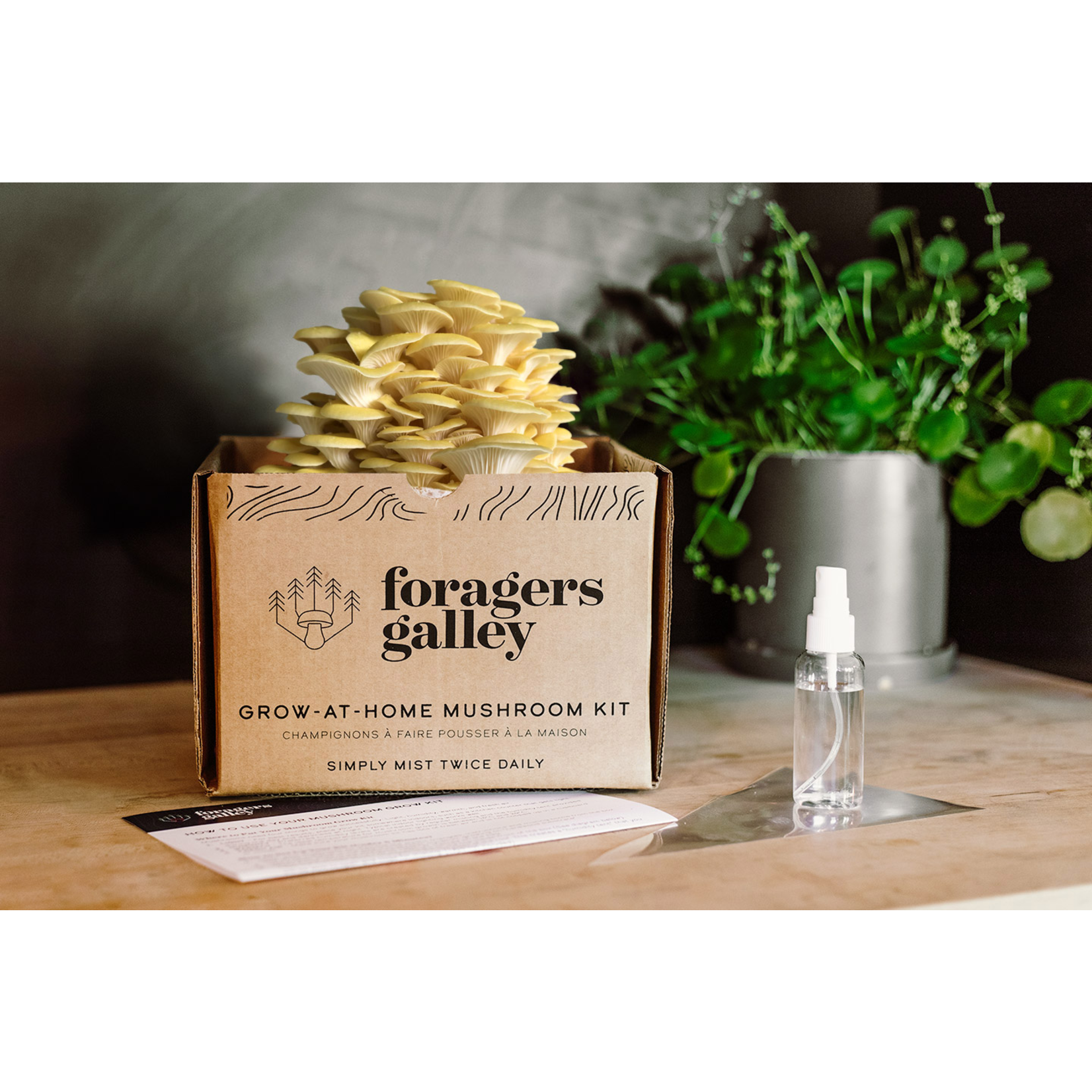 Foragers Galley Golden Oyster Mushroom Kit