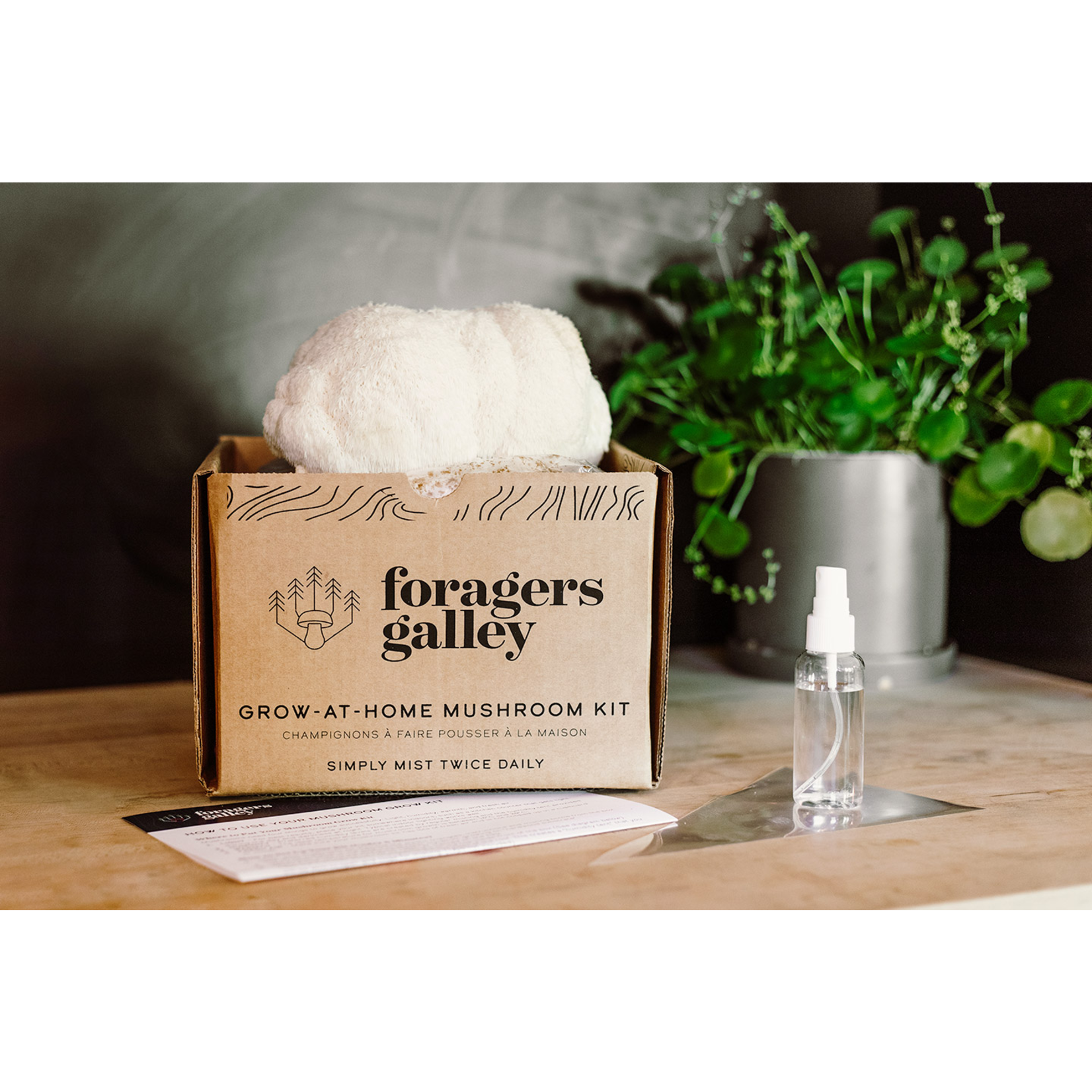 Foragers Galley Lion's Mane Mushroom Grow Kit