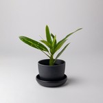 Kanso Designs Bamboo Fibre Black Mini Planter w/Saucer