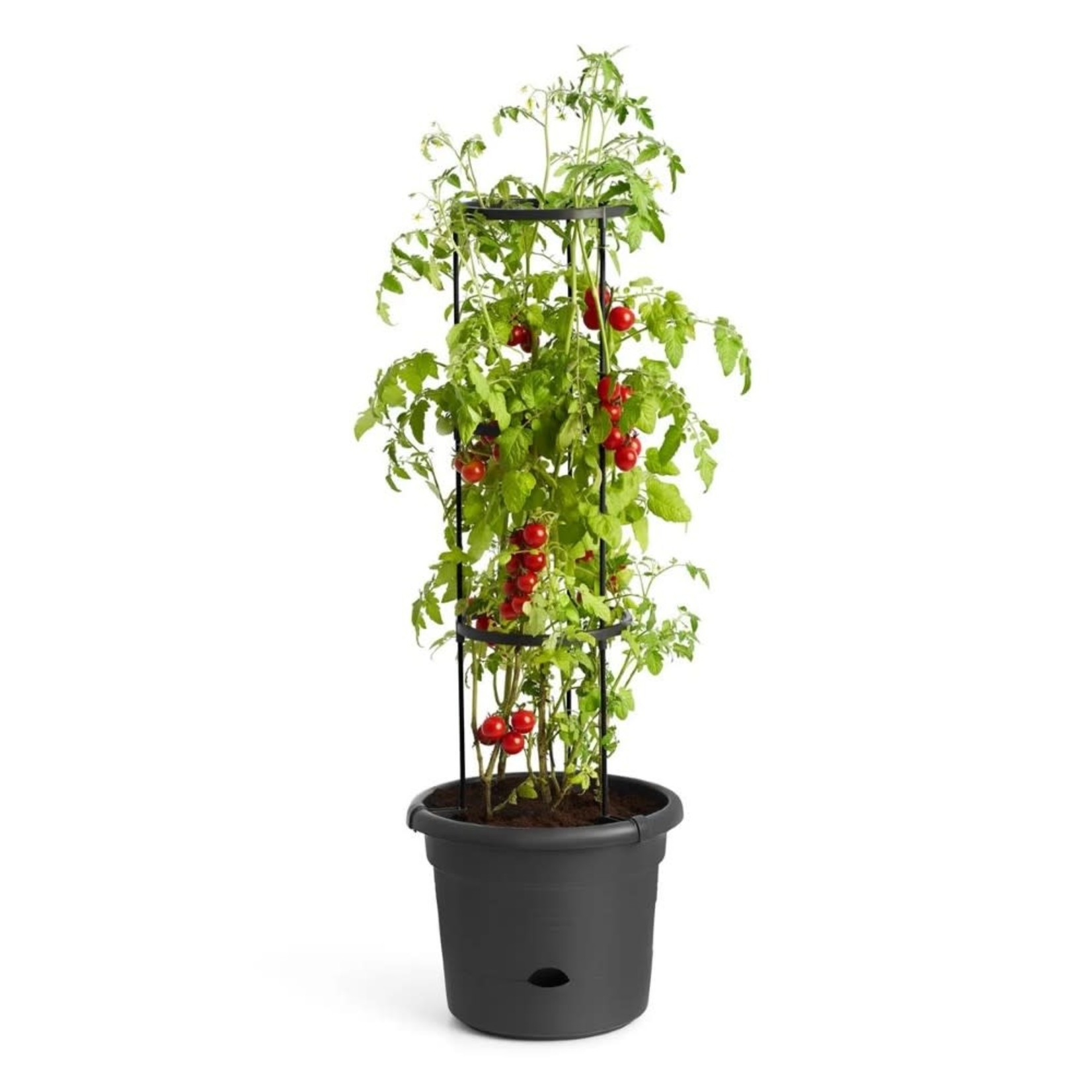 Elho Green Basics Tomato Pot - 13"