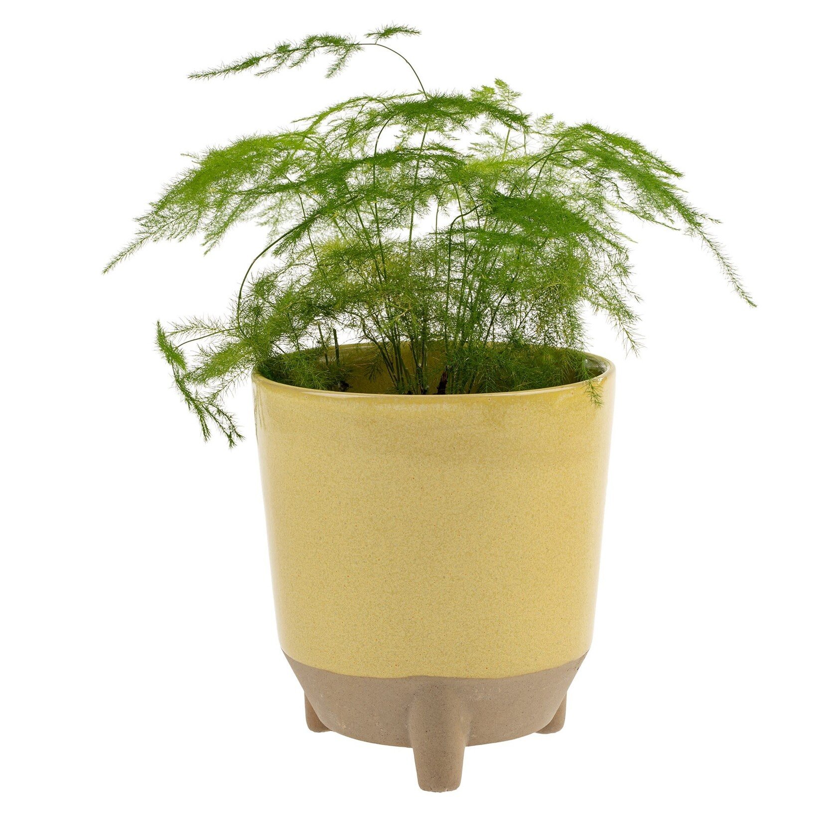 Indaba Botanist Pot - Lemon -5"