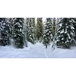 Winter Repairs and Rentals