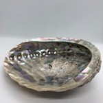 Natures Expression Abalone Shell