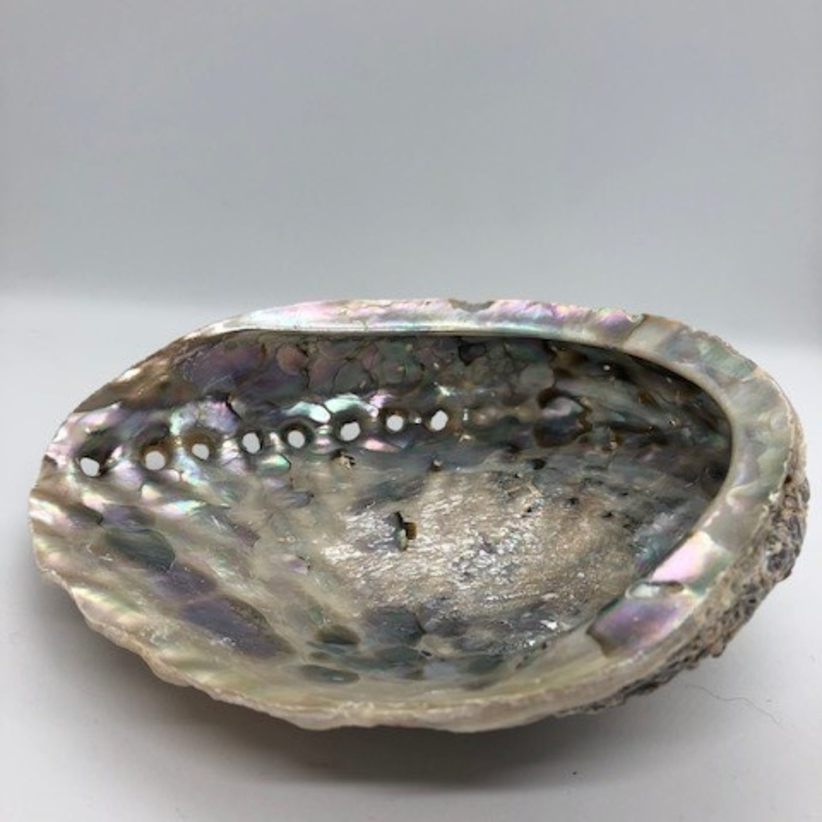 Natures Expression Abalone Shell - Large