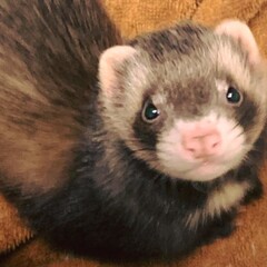 Small Animal Department