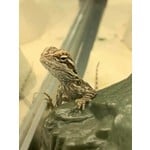 PP Reptile Hygrometer - Fins and Feathers Inc.