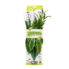 Ma Ntrl Green Dracena Xl