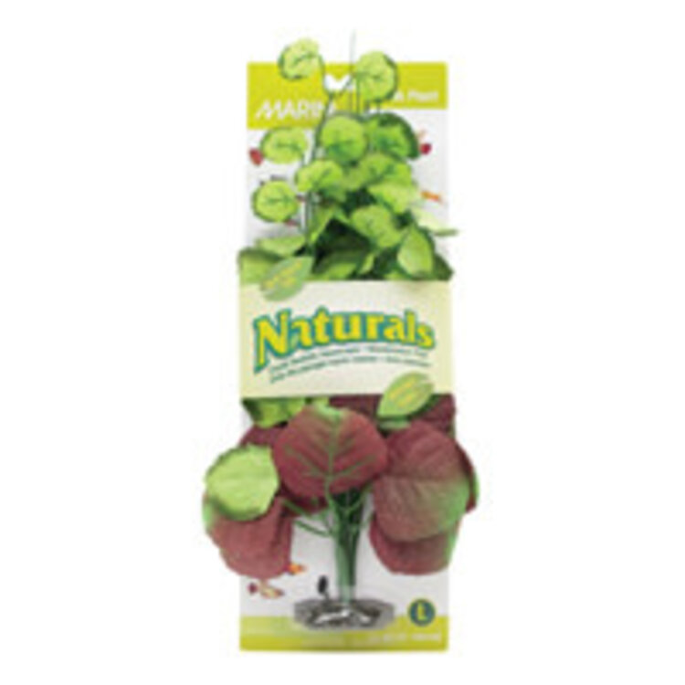 Marina Ma Ntrl Pennywort Plant Lg