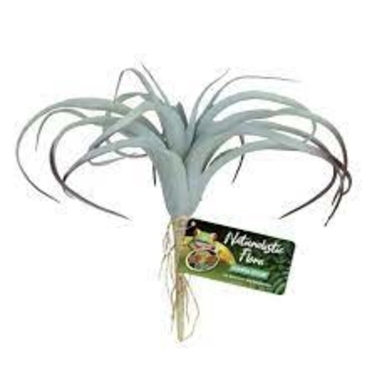 ZOO MED NATURALISTIC FLORA TILLANDSIA AIR PLANT