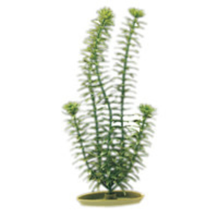 Marina HAG 12 ANACHARIS