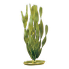 Marina HAG 12 JUNGLE VALLISNERIA