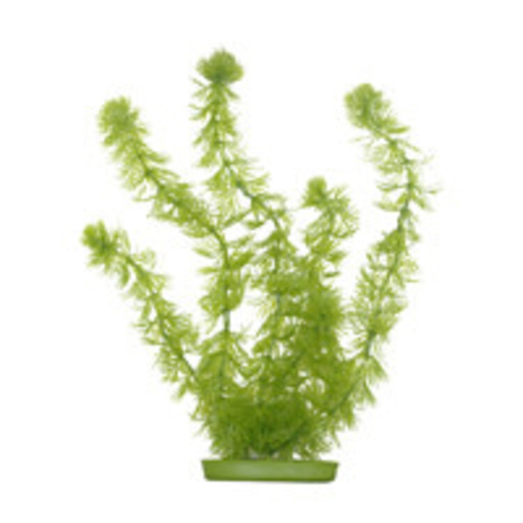 Marina HAG 5 HORNWORT