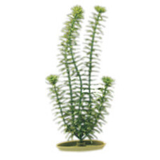 Marina HAG 8 ANACHARIS