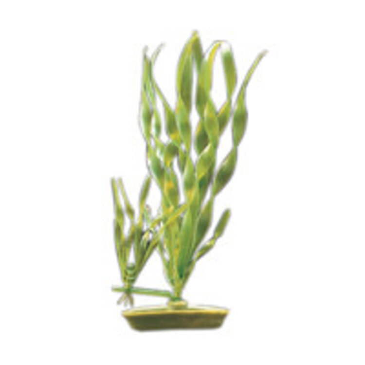 Marina HAG 8 CORKSCREW VALLISNERIA