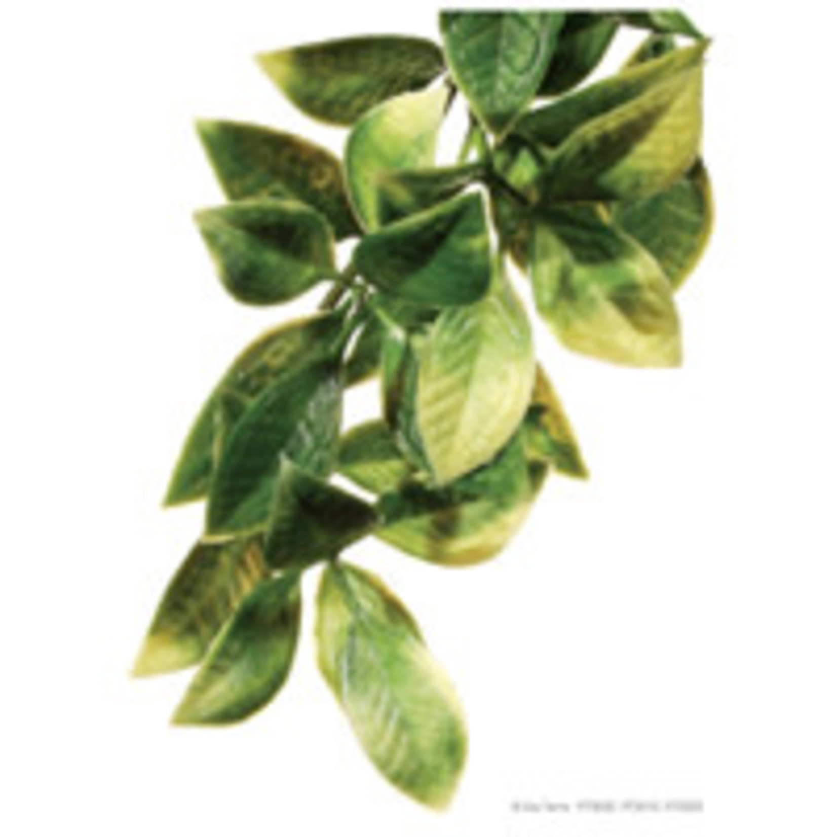 Hagen HAG EXO TERR SHRUB MANDARIN SM
