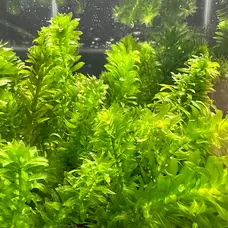 Marina HAG 5 ANACHARIS