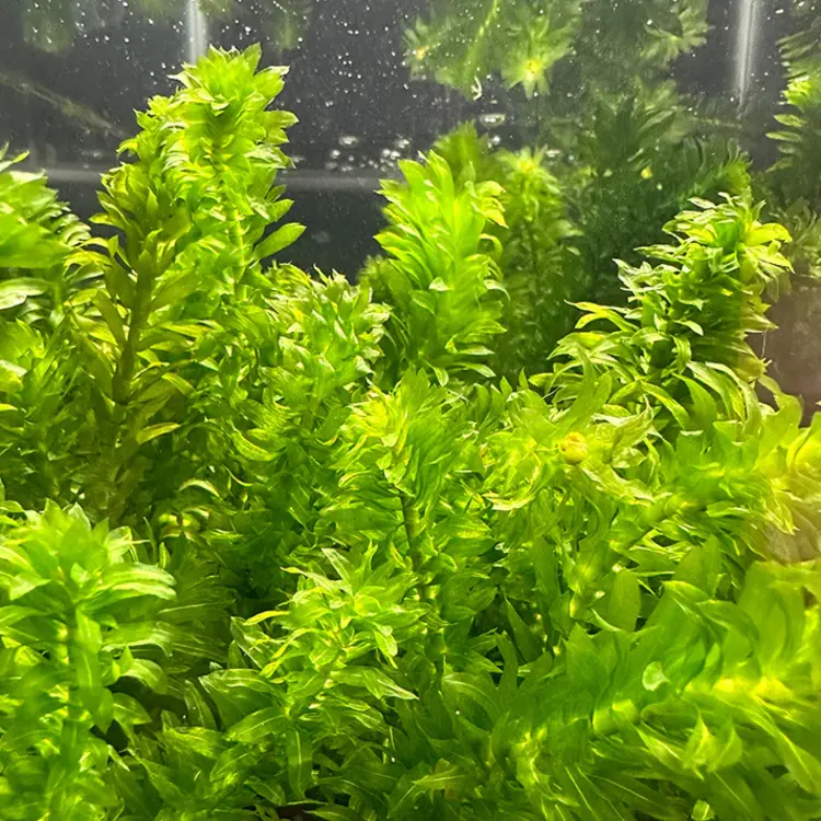 Marina HAG 5 ANACHARIS