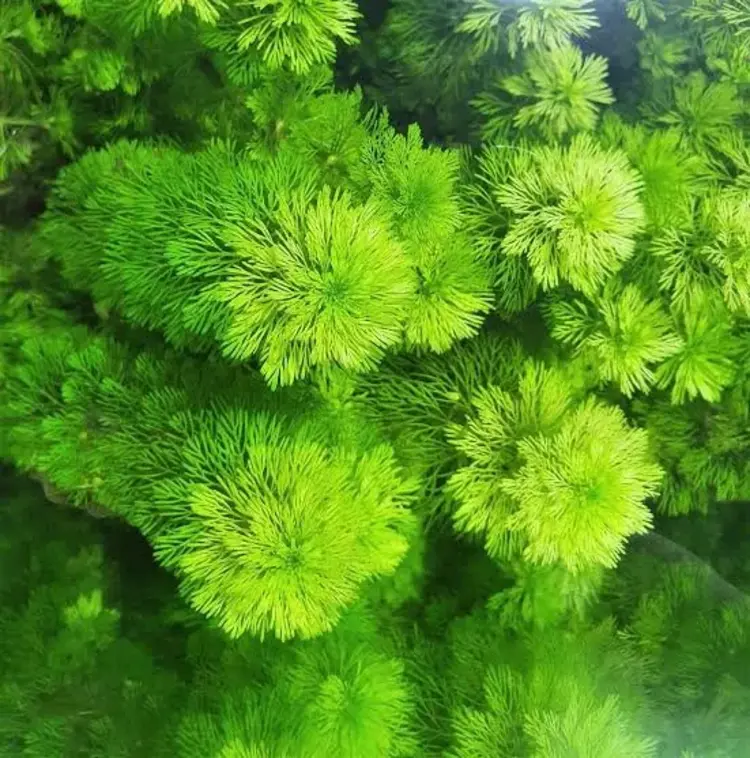 Marina HAG 5 AMBULIA