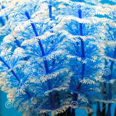 Marina HAG 12 HORNWORT BABY BLUE