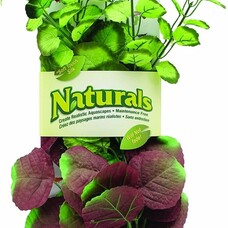 Marina Ma Ntrl Pennywort Plant Xl