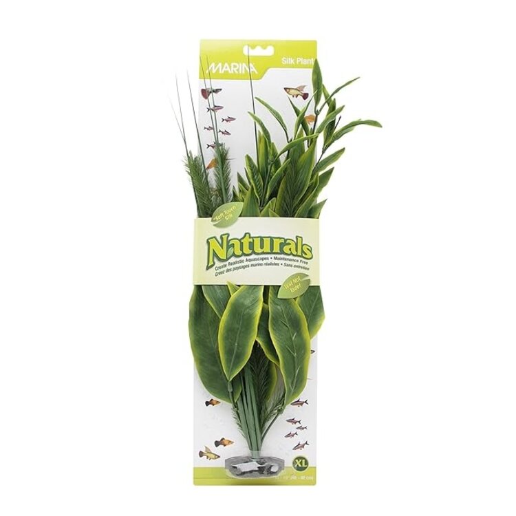 Ma Ntrl Green Dracena Xl