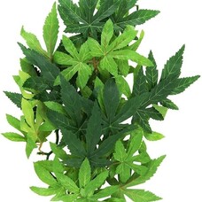 Hagen Exo-Terra Silk Plant Medium Abutilon