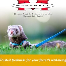 Marshall  Pet MRSHL FERRET DAILY SPRITZ 8OZ