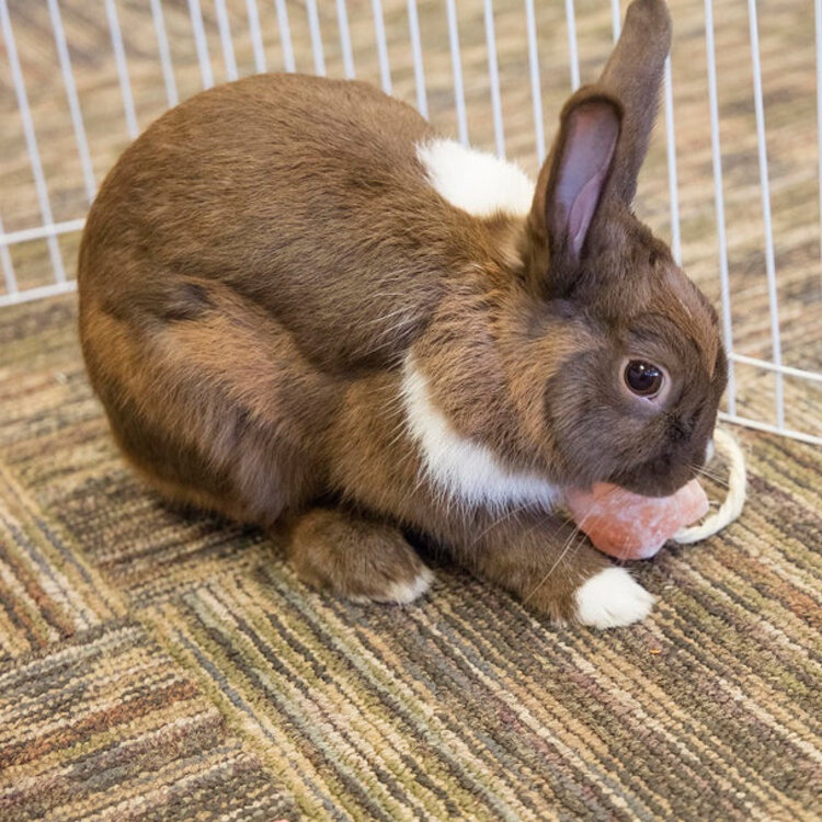 ware HIMALAYAN SALT ON A ROPE 1OZ 72