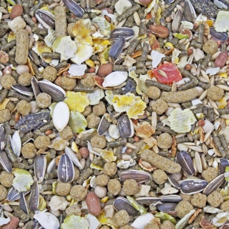 Higgins Hig Guinea Pig Sunburst 3#