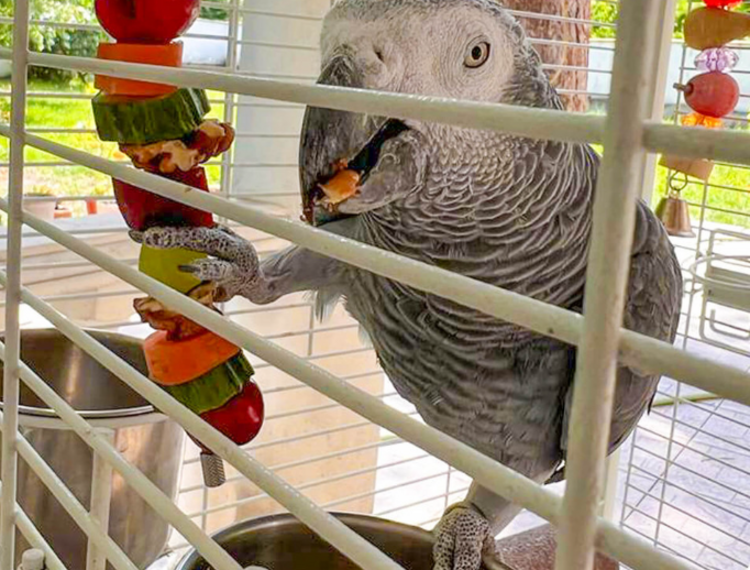 Penn-plax PP FRUIT KABOB-PARROT&LG BIRD