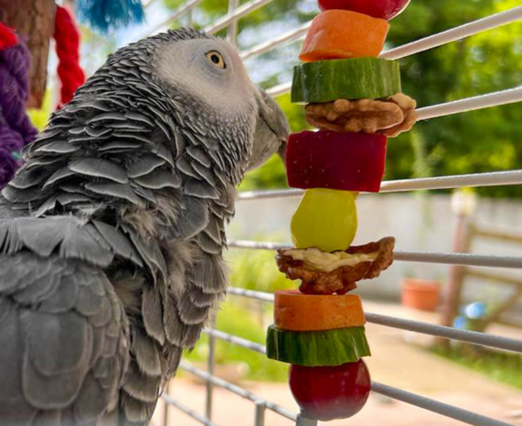 Penn-plax PP FRUIT KABOB-PARROT&LG BIRD