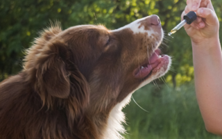 Pet Products
